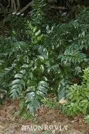 Holly Fern evergreen