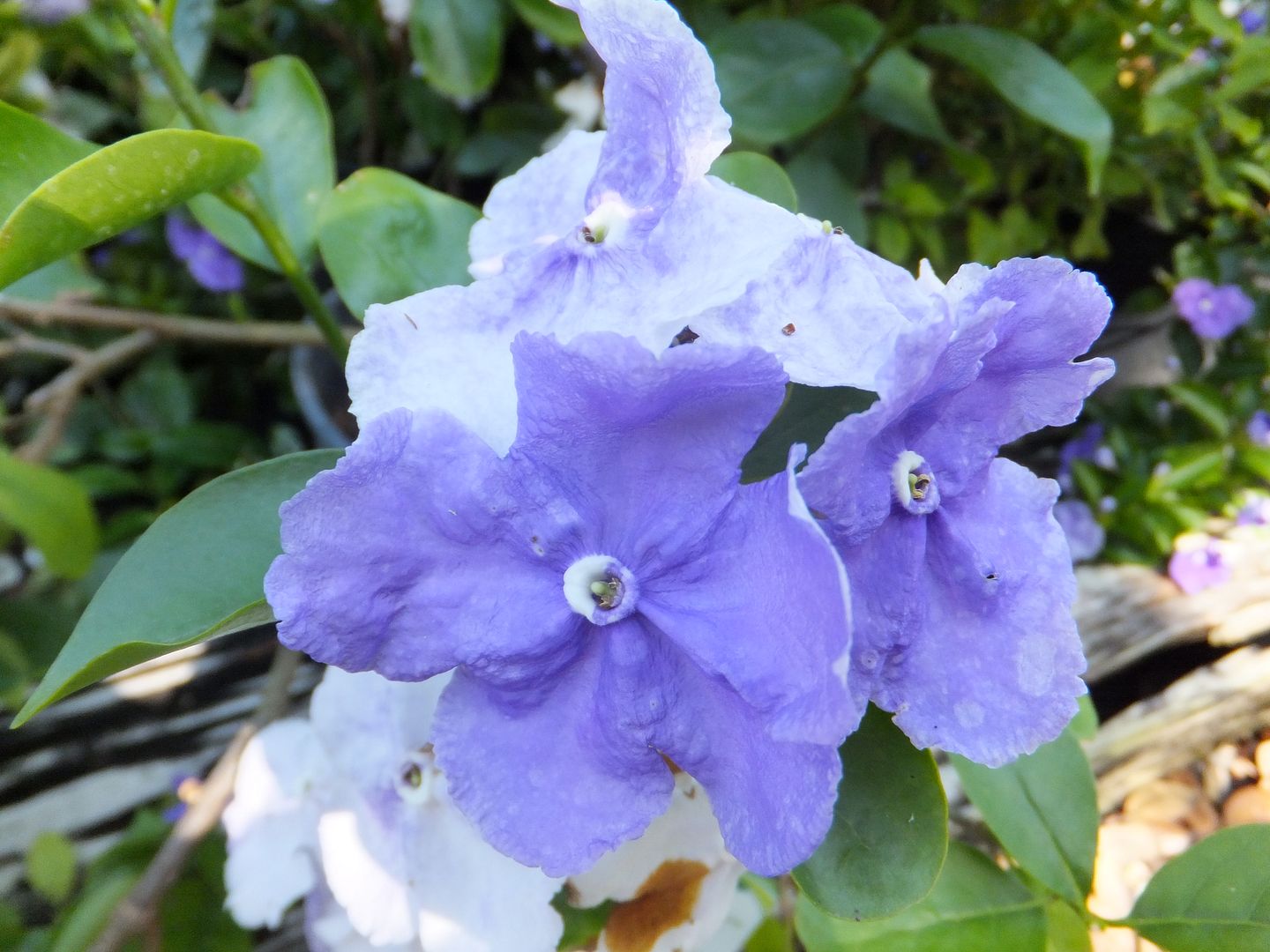 Yesterday, Today & Tomorrow Shrub Brunfelsia