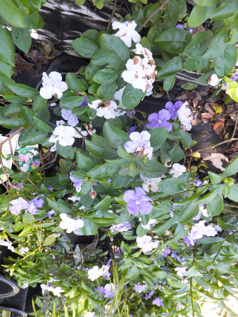Yesterday, Today & Tomorrow Shrub Brunfelsia