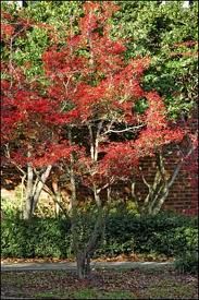 Parsley Hawthorn tree