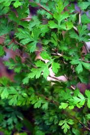 Parsley Hawthorn leaves tree