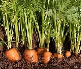 Carrots vegetables
