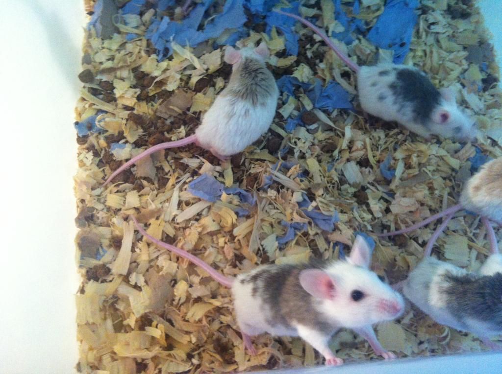 NW England Live Rats & Multi's Reptile Forums