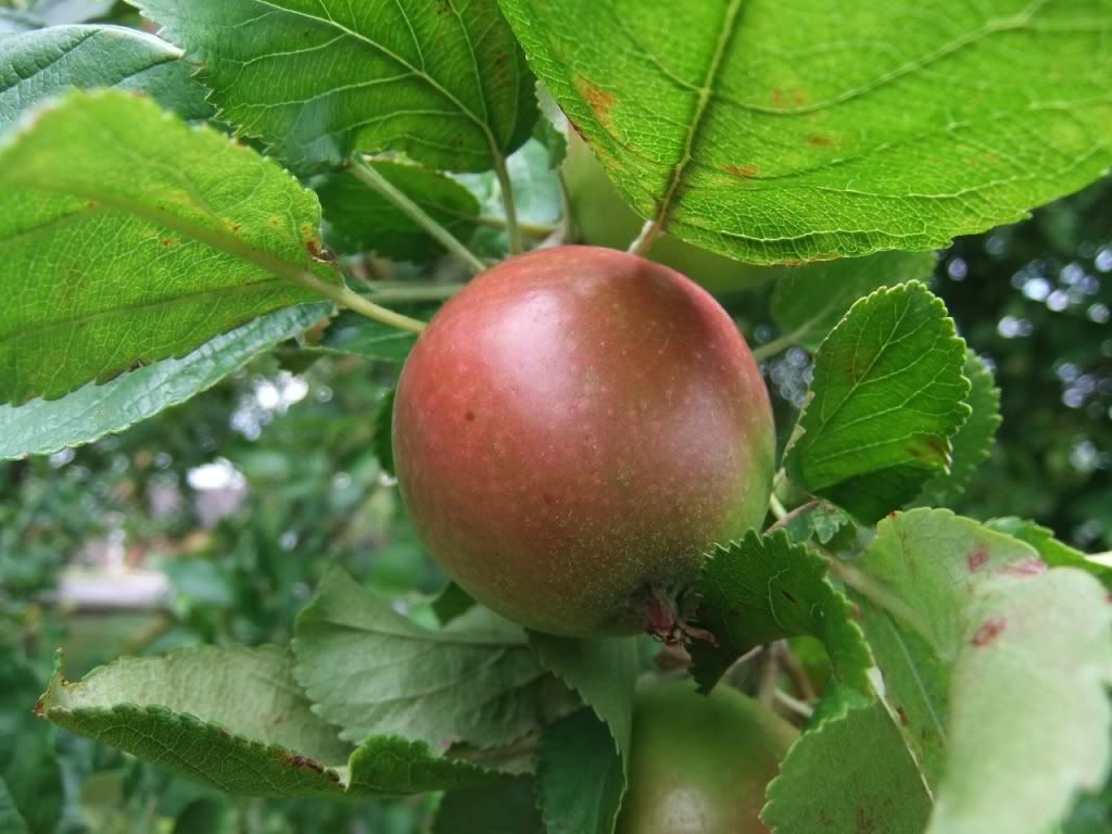 Meyve Resimleri (1. Katalog)