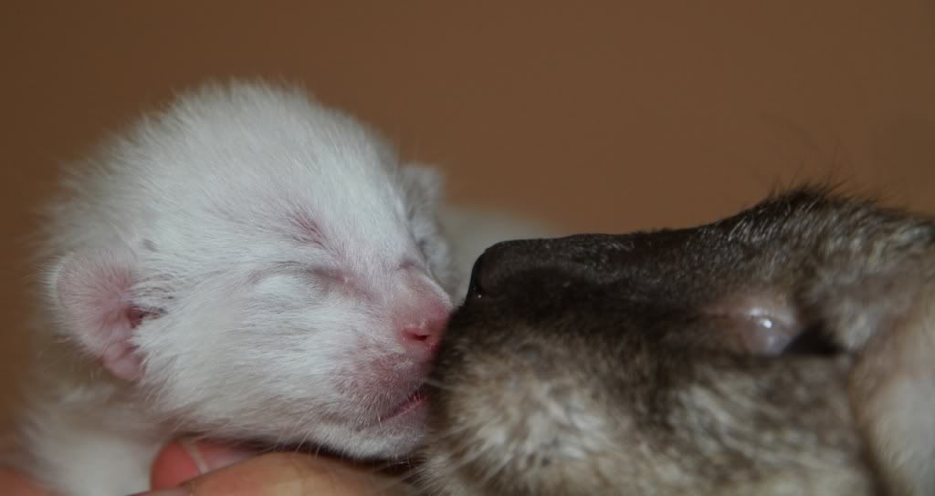 Yavru Hayvan Resimleri