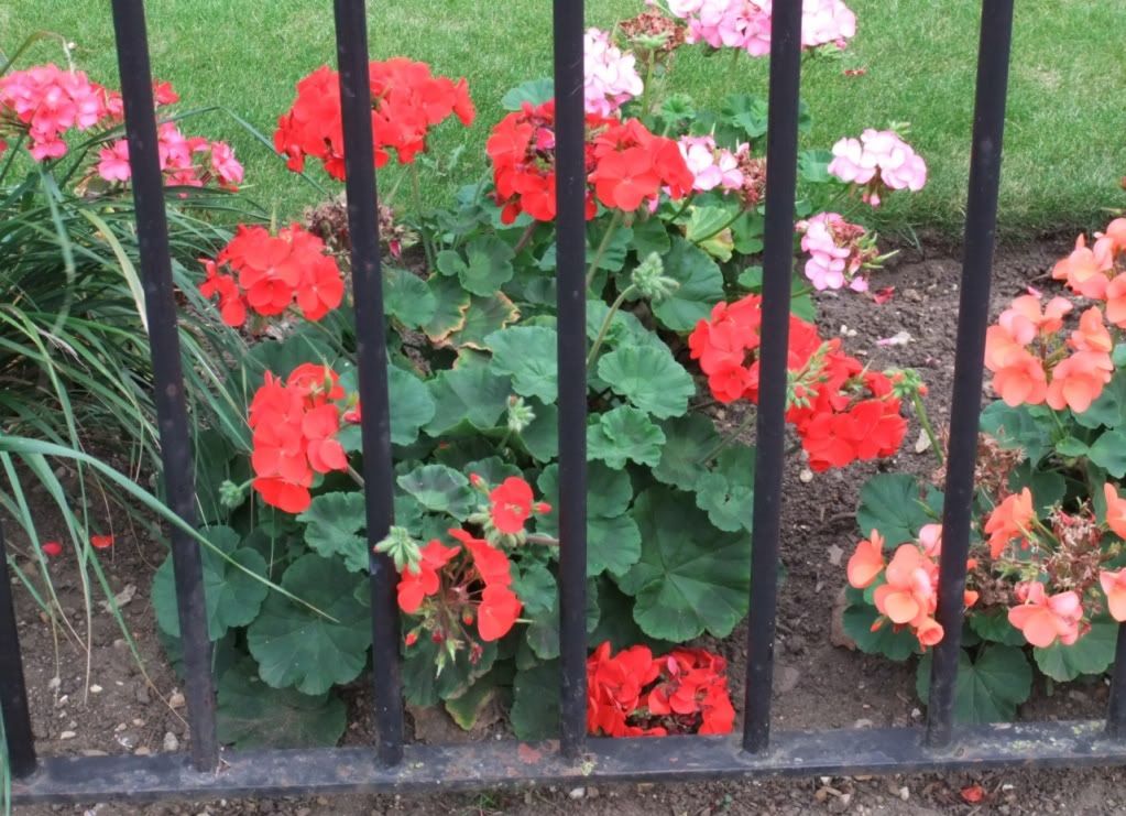 iek Resimleri (6. Katalog)