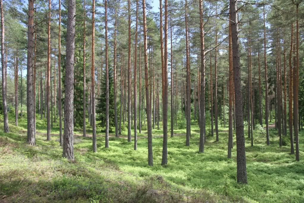 Aa Resimleri (4. Katalog)