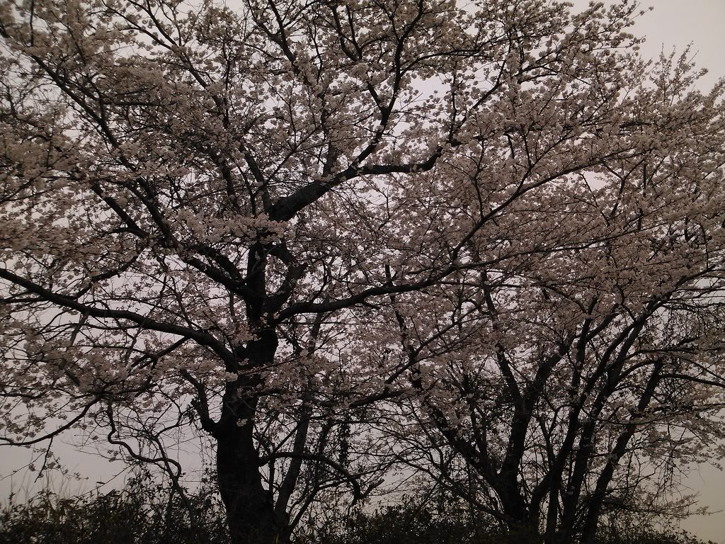 1024 768 IMG 20120410 134748 0