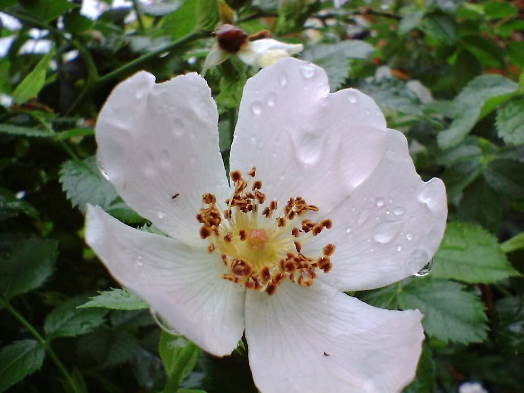 11024 768 VFMI0010 1