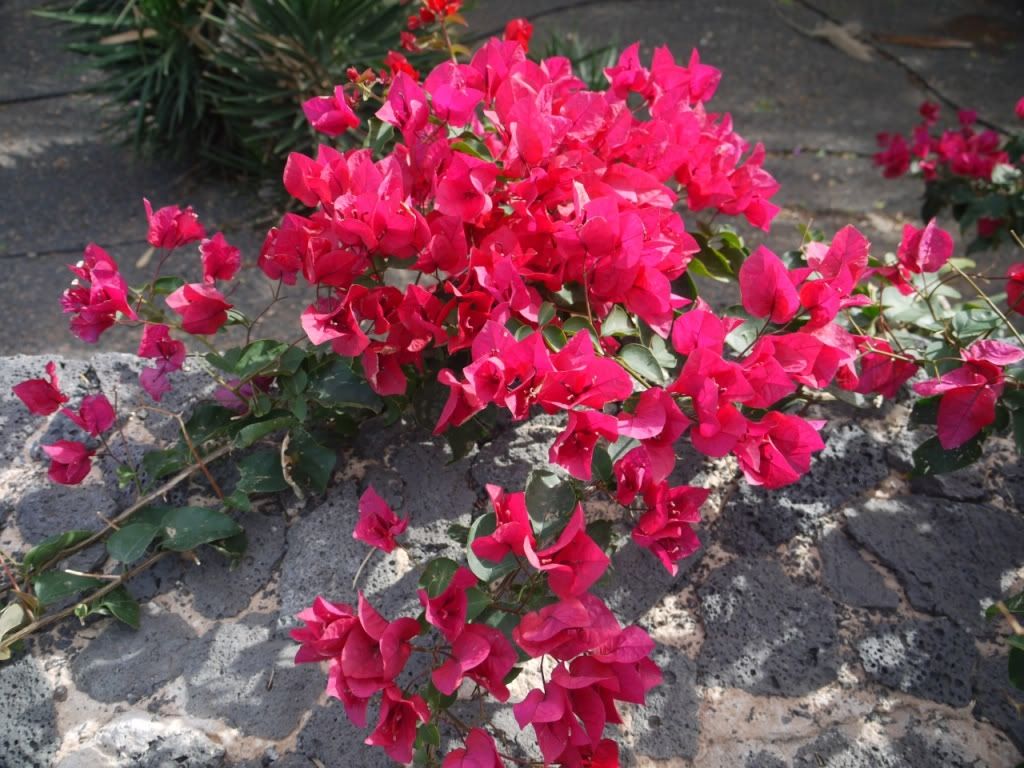 iek Resimleri (6. Katalog)