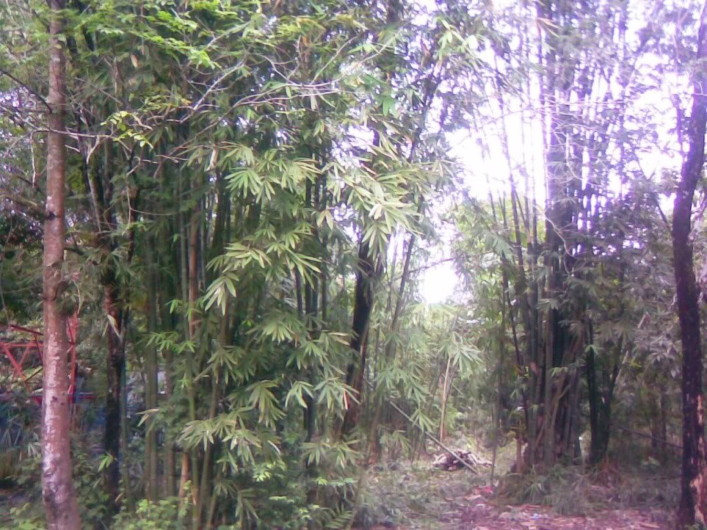 Aa Resimleri (4. Katalog)