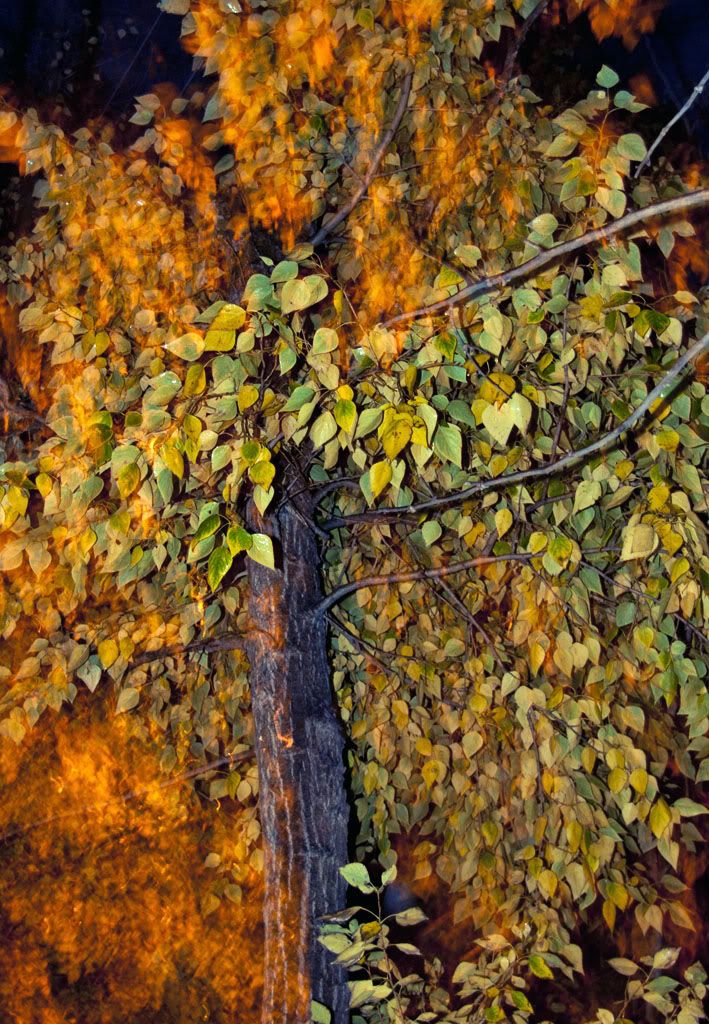 Aa Resimleri (4. Katalog)