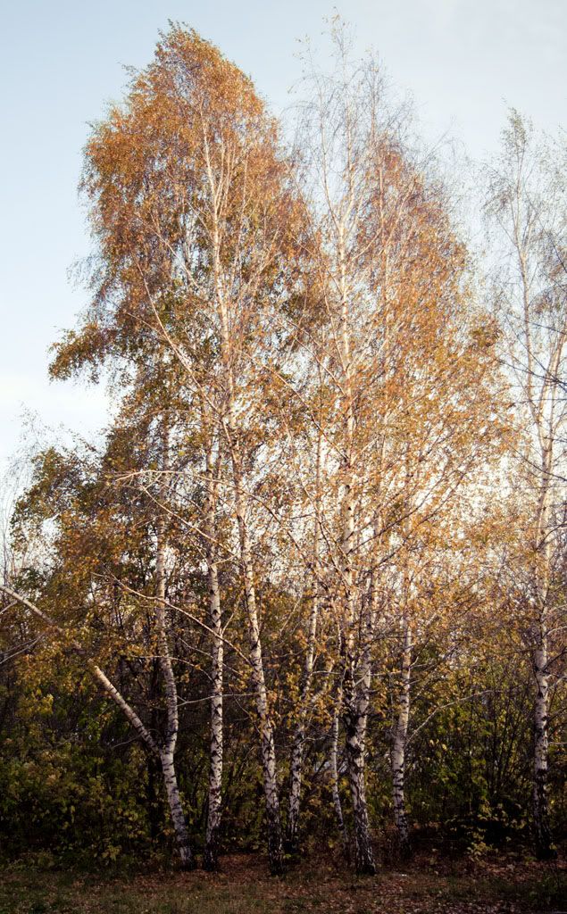 Aa Resimleri (4. Katalog)