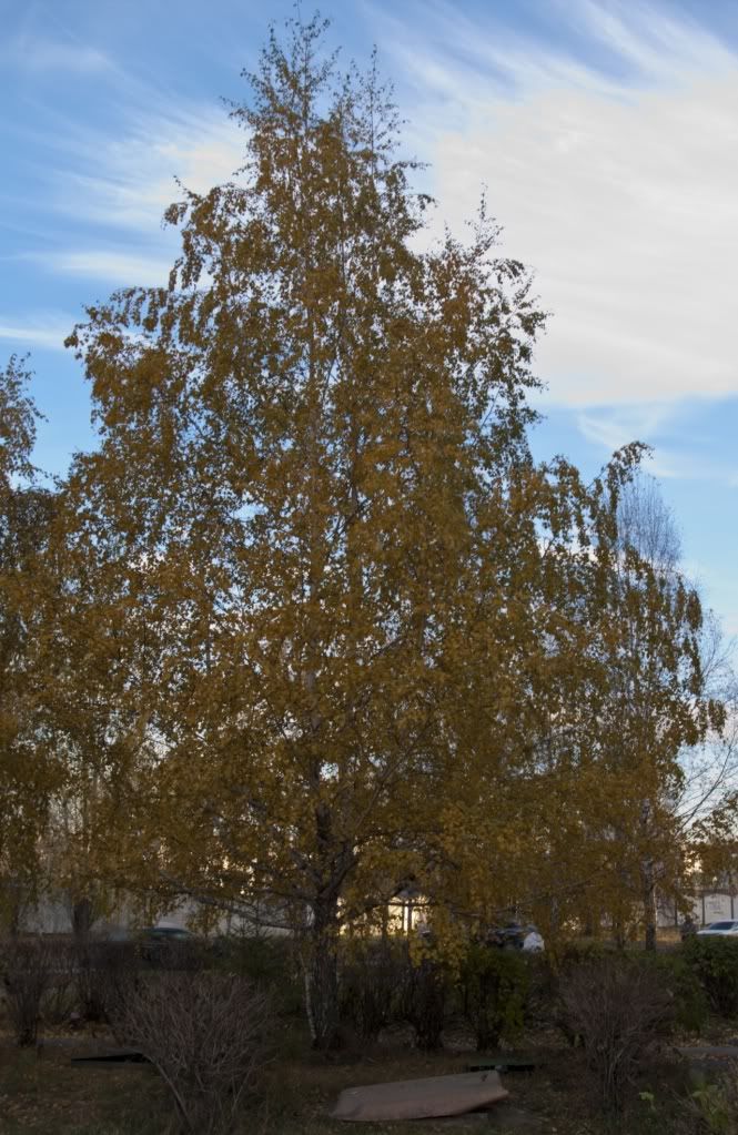 Aa Resimleri (4. Katalog)