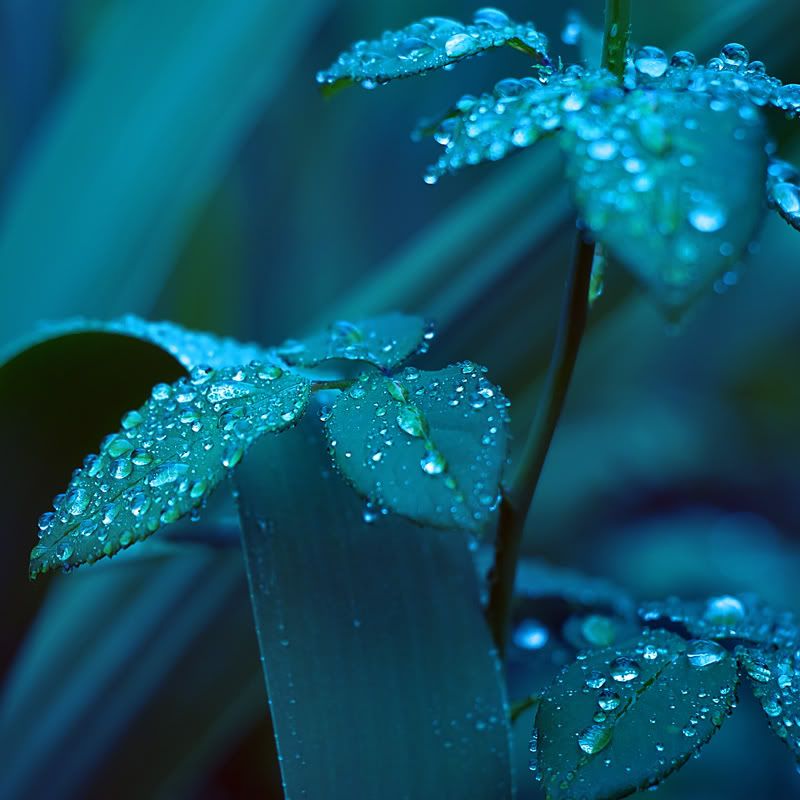 Damla ve Yamur Resimleri (3. Katalog)