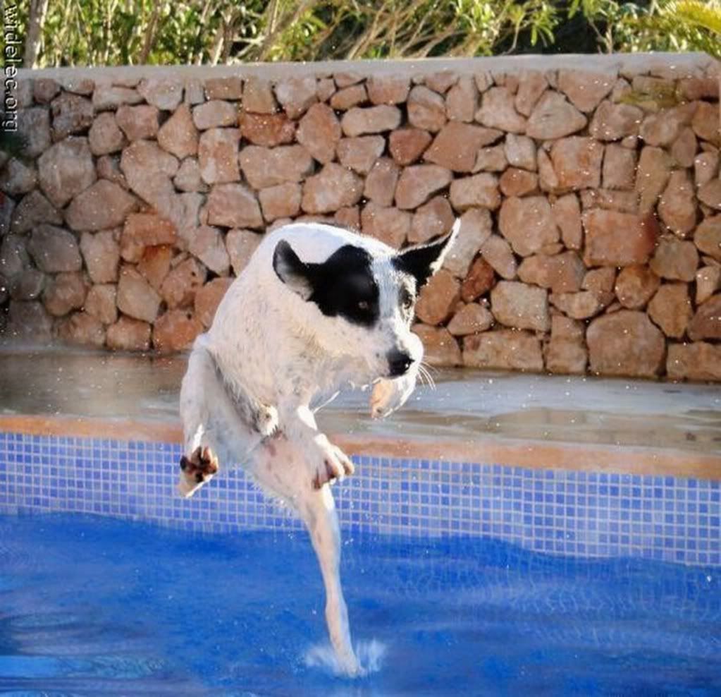 K�pek Resimleri -4-