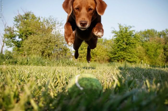 K�pek Resimleri -4-