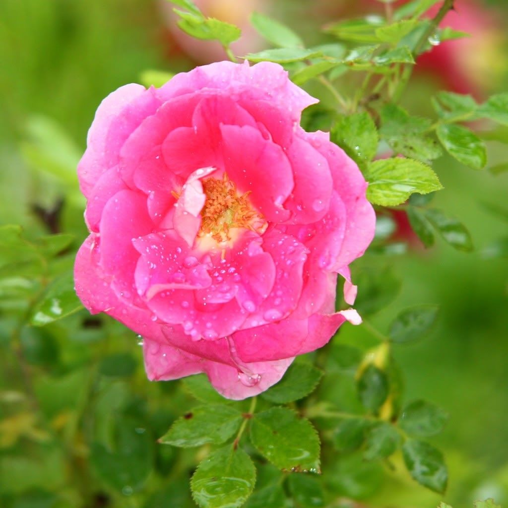 Damla ve Ya�mur Resimleri (3. Katalog)