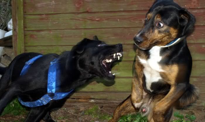 Komik Resimler (2.Katalog)