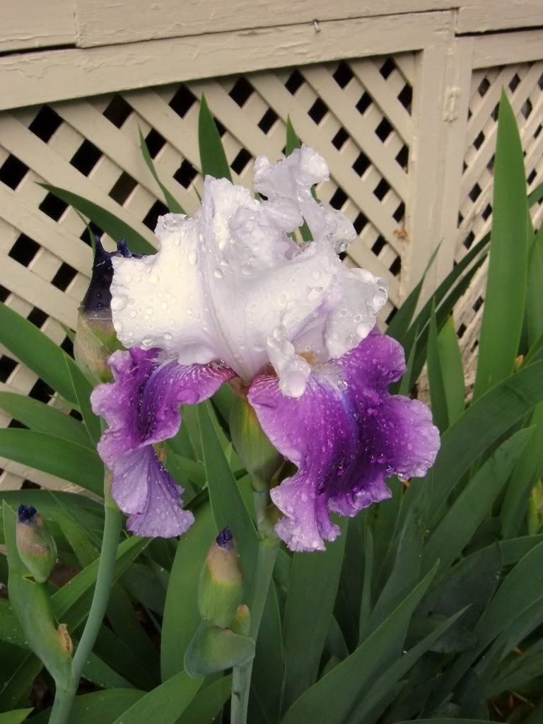 BeardedIrisGayParasolintherain