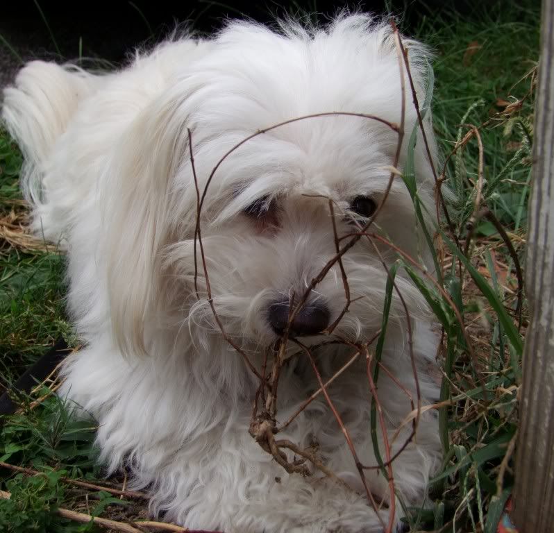 Buddyenjoyschewingavine