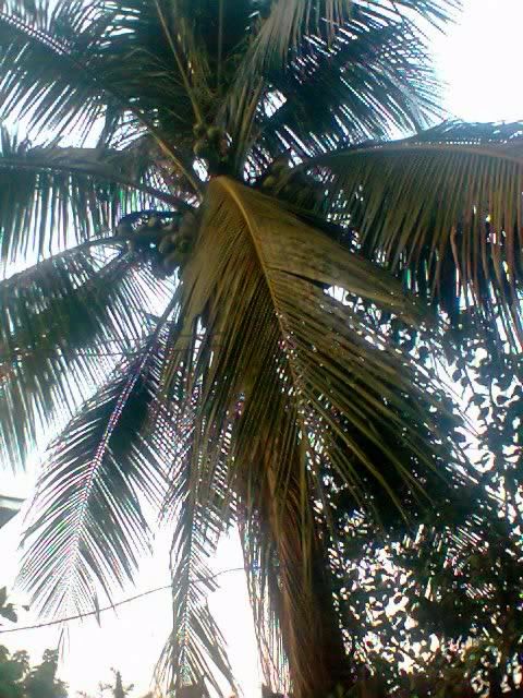 Coconuttree