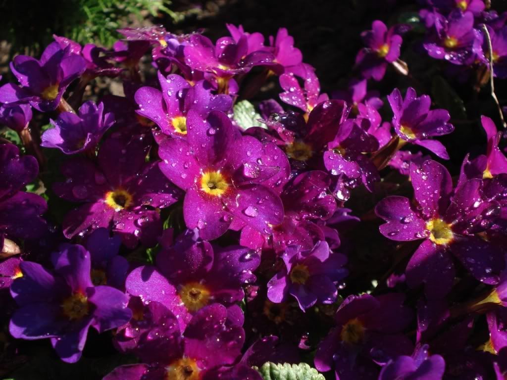 Damla ve Yamur Resimleri (3. Katalog)