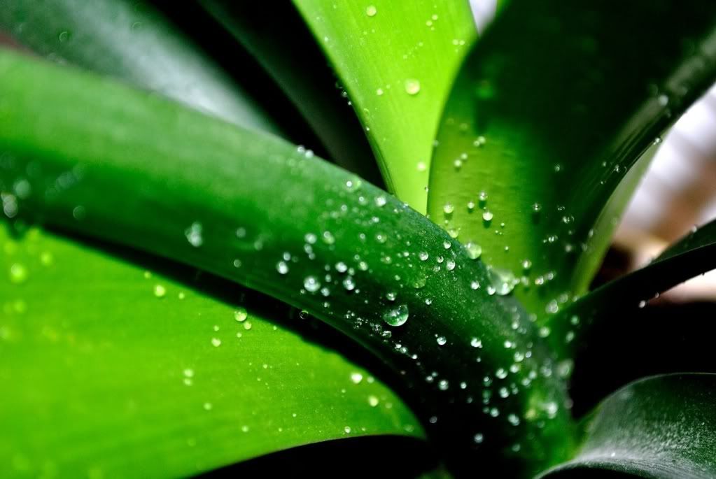 Damla ve Ya�mur Resimleri (3. Katalog)