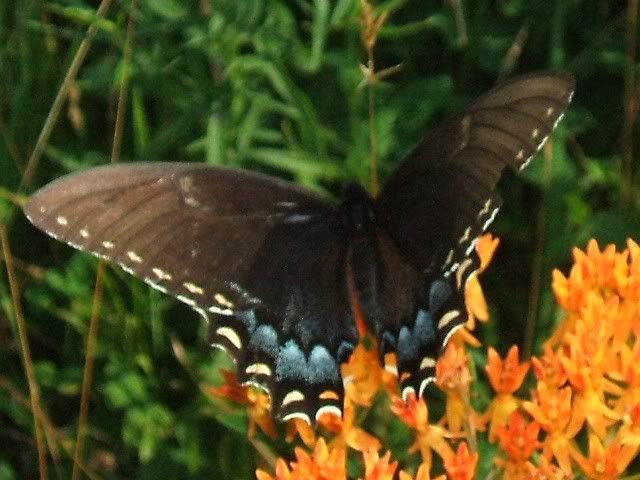 EasternTigerSwallowtail