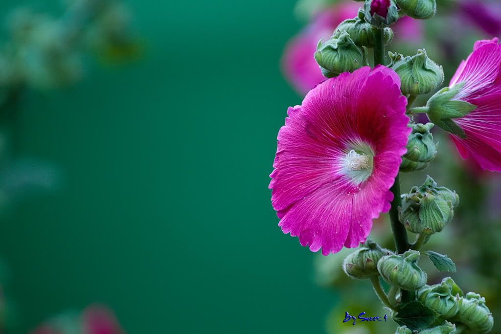 Hollyhock