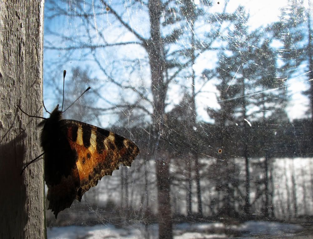 Kelebek Resimleri (2. Katalog)