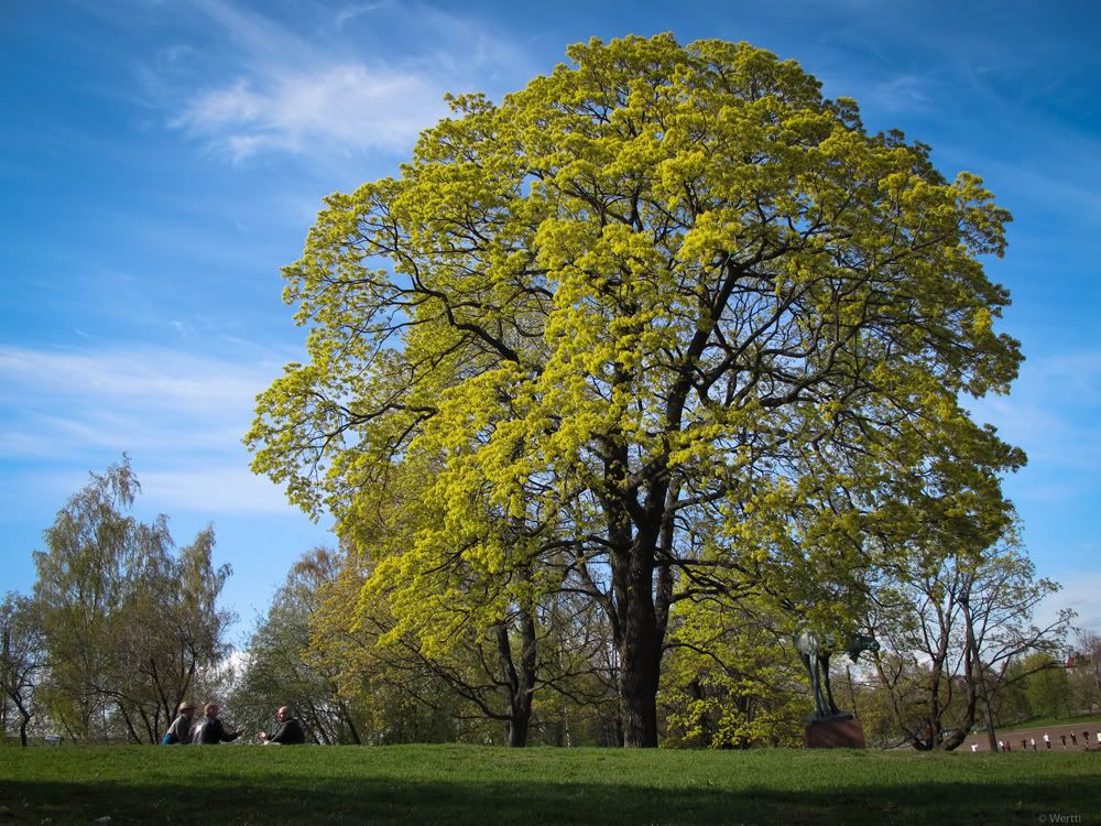 A�a� Resimleri (4. Katalog)