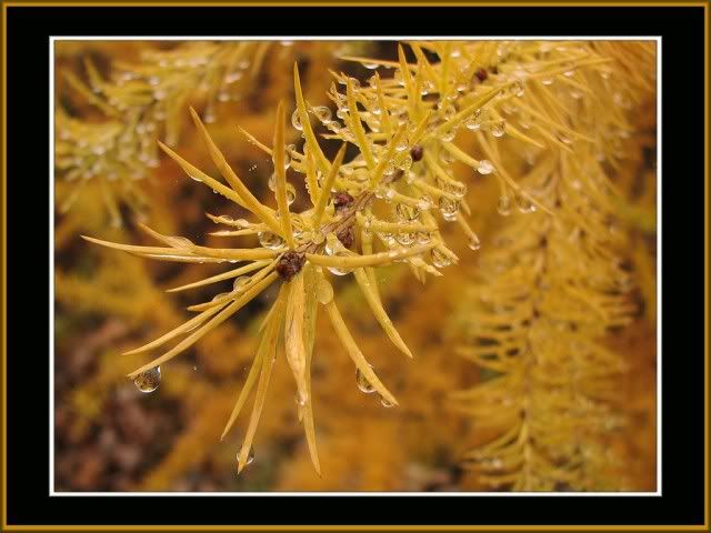 Damla ve Ya�mur Resimleri (3. Katalog)