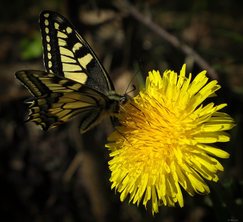 Kelebek Resimleri (2. Katalog)