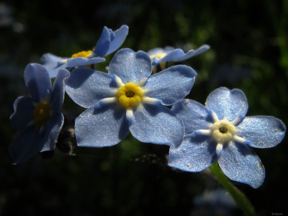 iek Resimleri (6. Katalog)