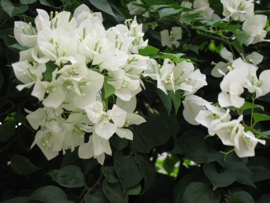 iek Resimleri (6. Katalog)