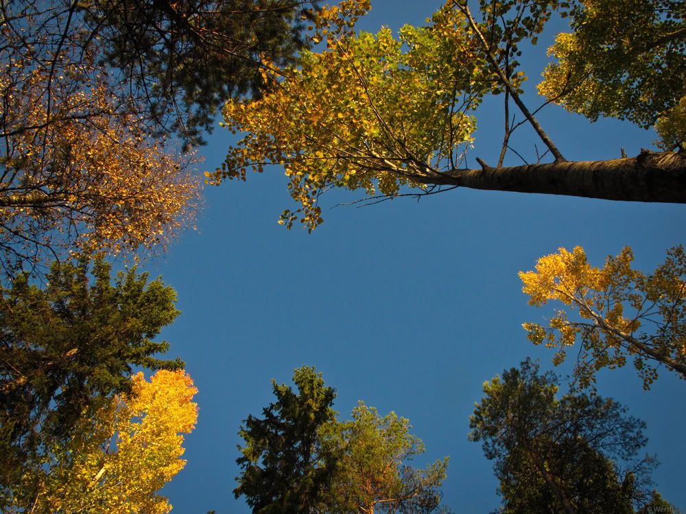 A�a� Resimleri (4. Katalog)