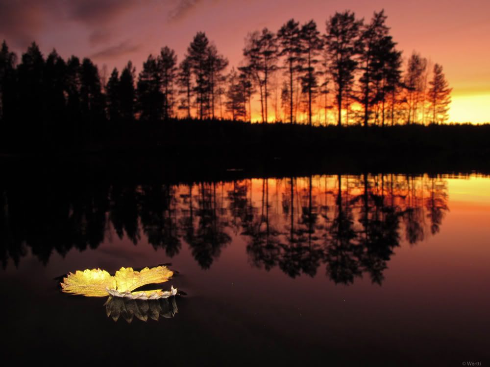 A�a� Resimleri (4. Katalog)