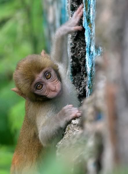 Yavru Hayvan Resimleri