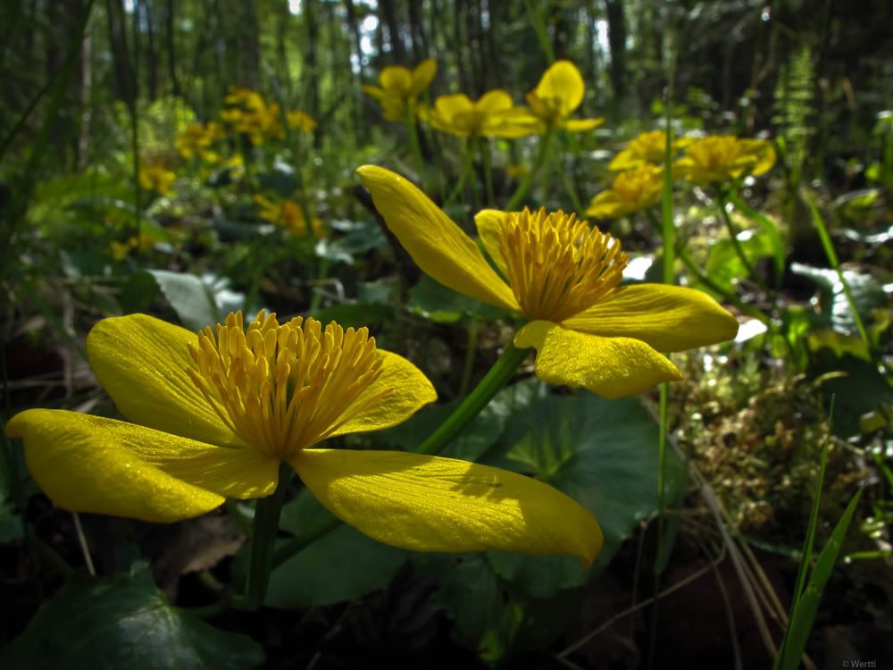 iek Resimleri (6. Katalog)