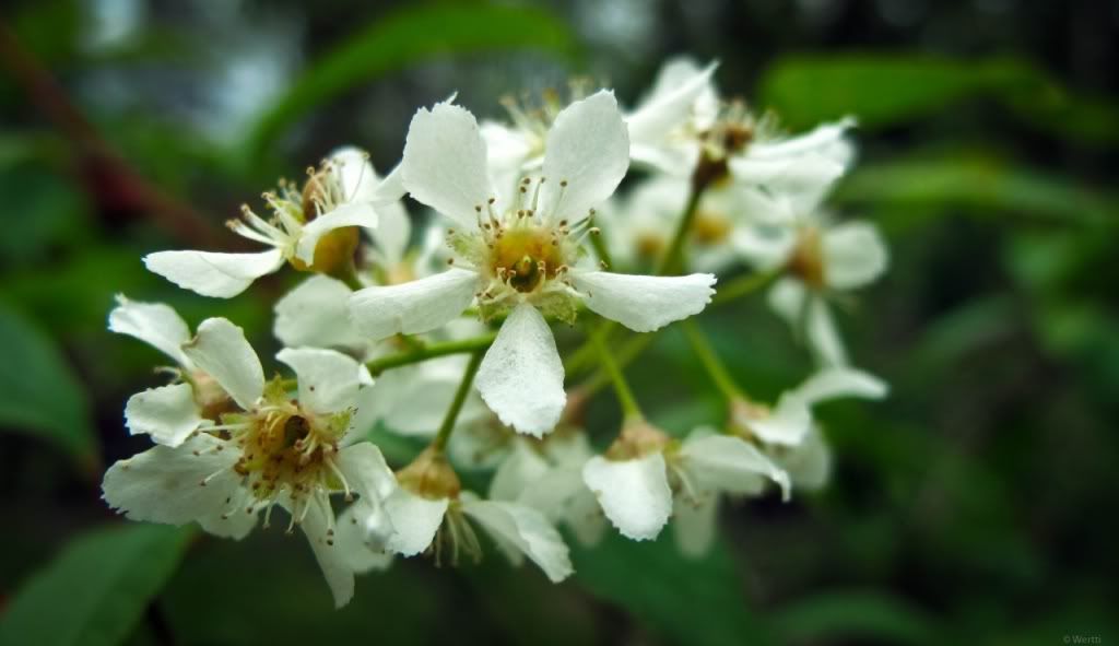 iek Resimleri (6. Katalog)