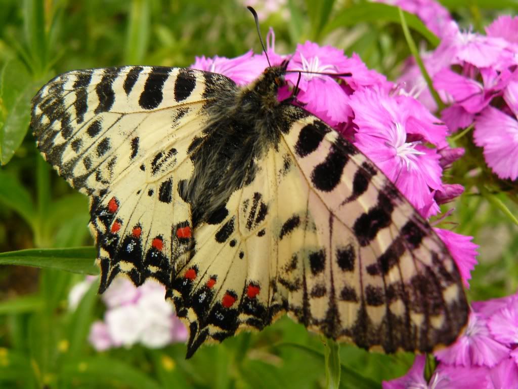 Kelebek Resimleri (2. Katalog)