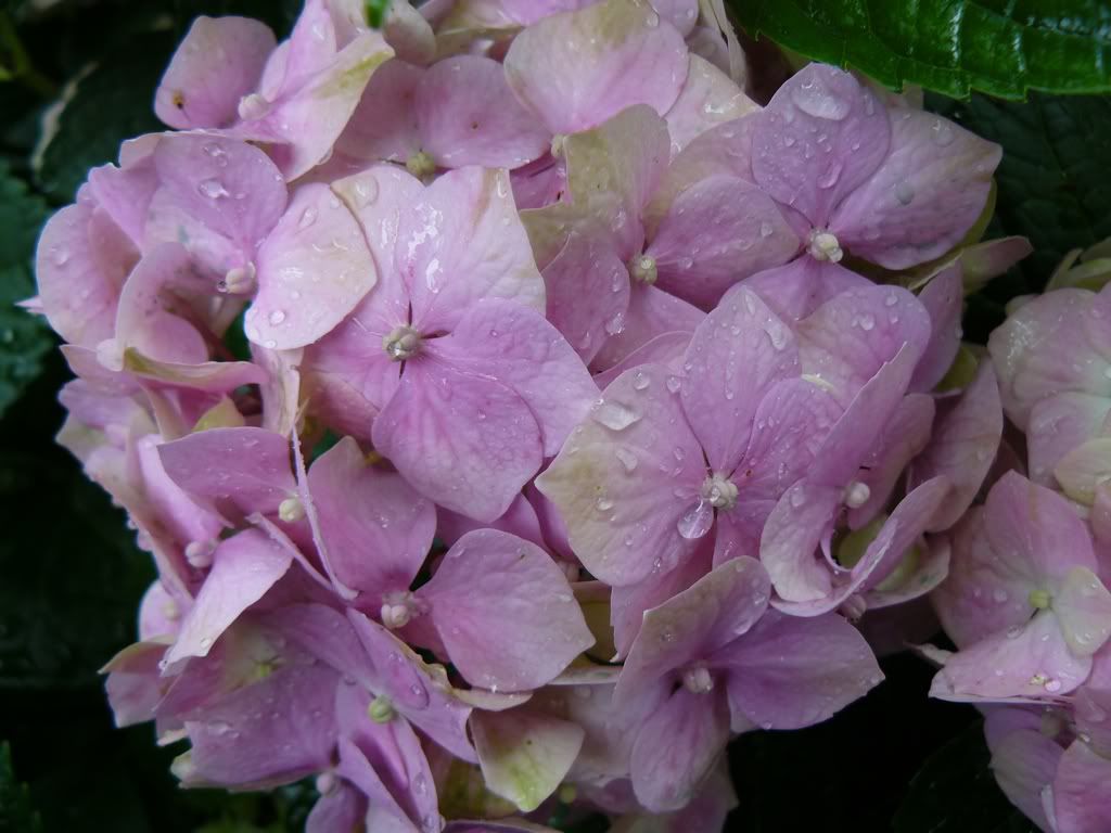 Damla ve Ya�mur Resimleri (3. Katalog)