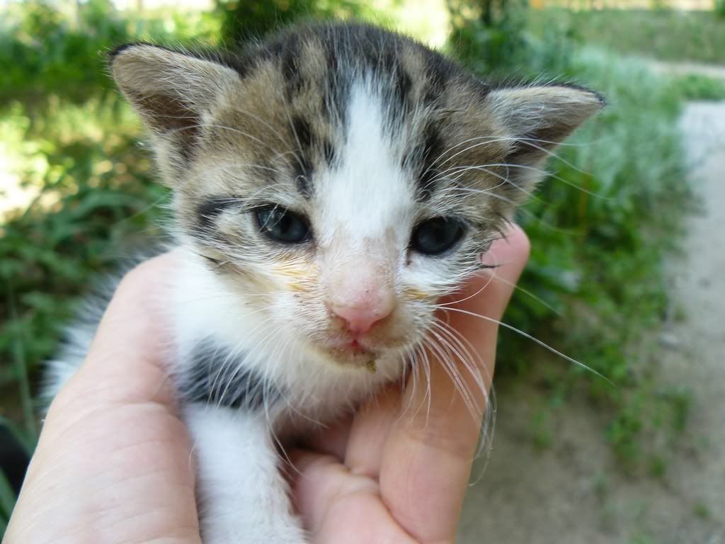 Yavru Hayvan Resimleri