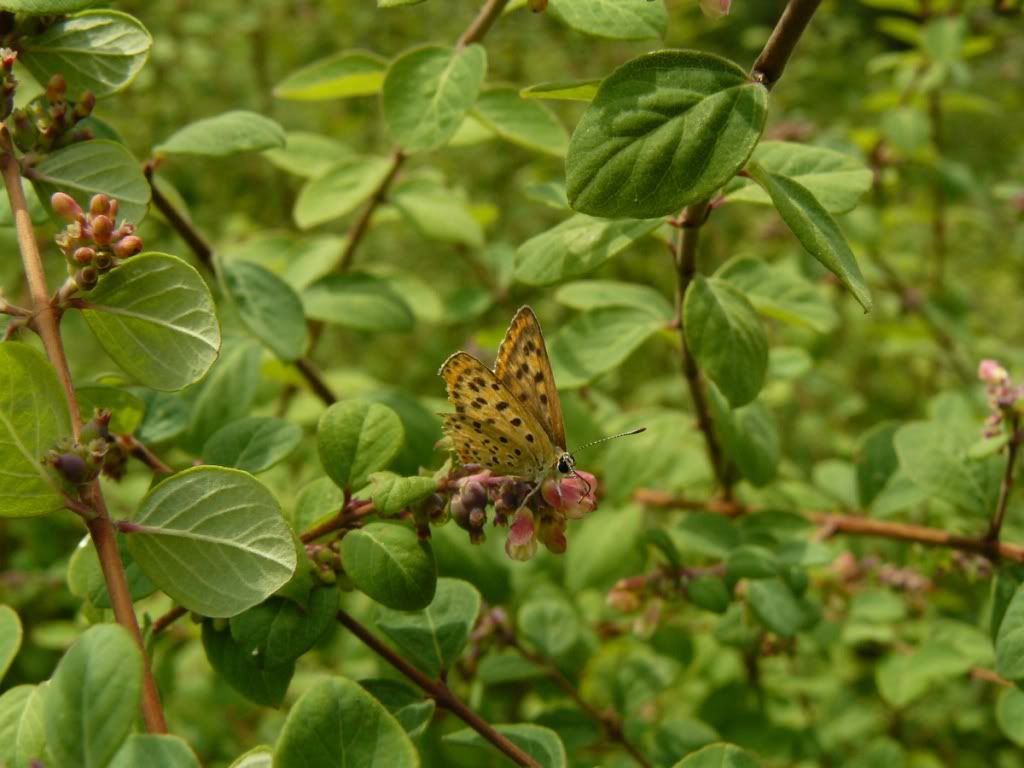 Kelebek Resimleri (2. Katalog)