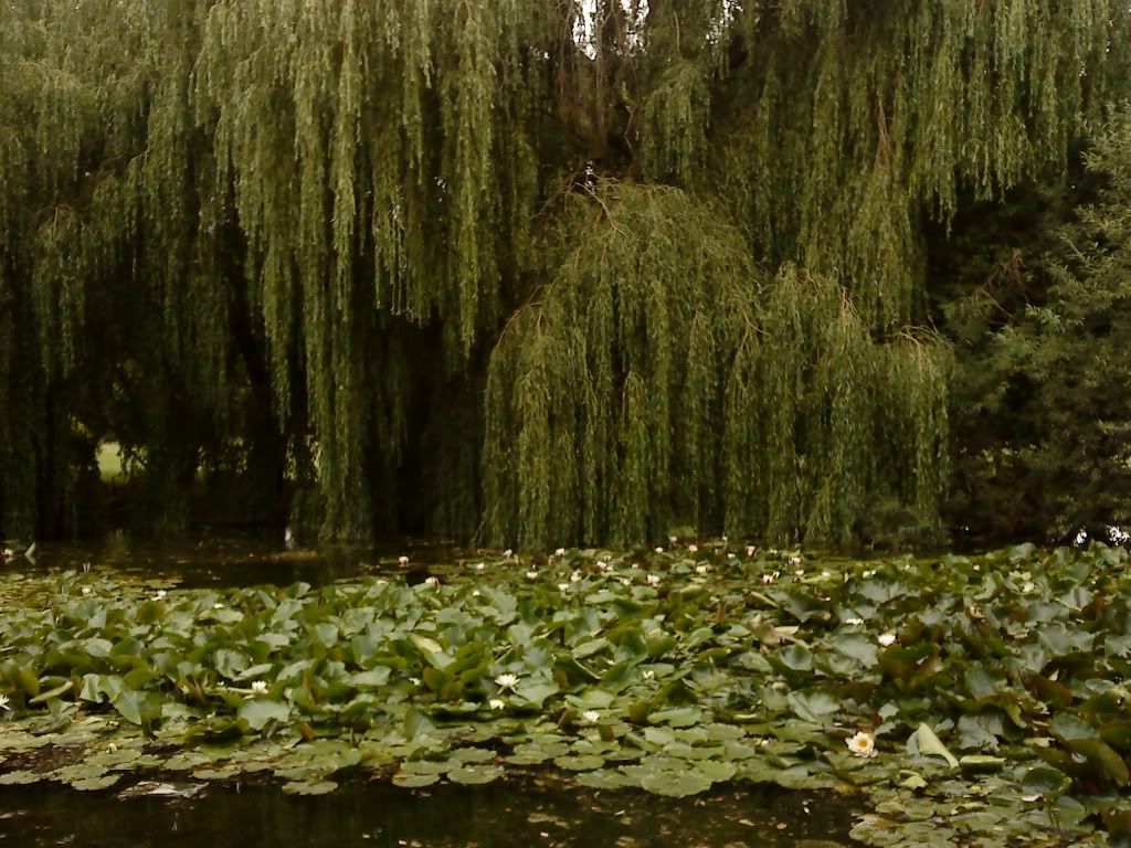 Pond
