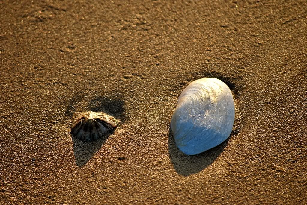 Shells