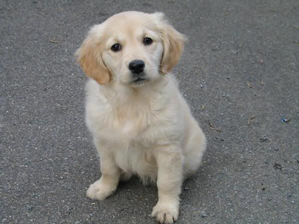 1116126009053588737S600x600Q85