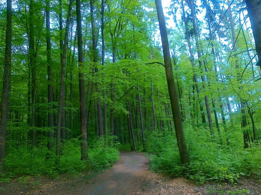 A�a� Resimleri (4. Katalog)