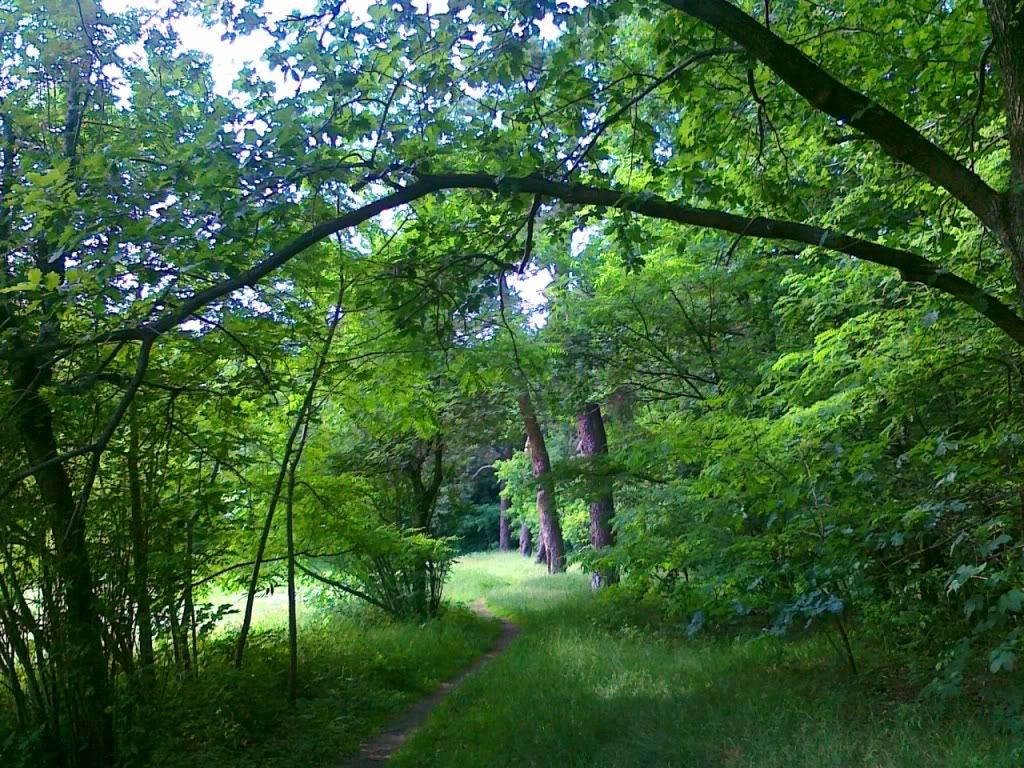 A�a� Resimleri (4. Katalog)